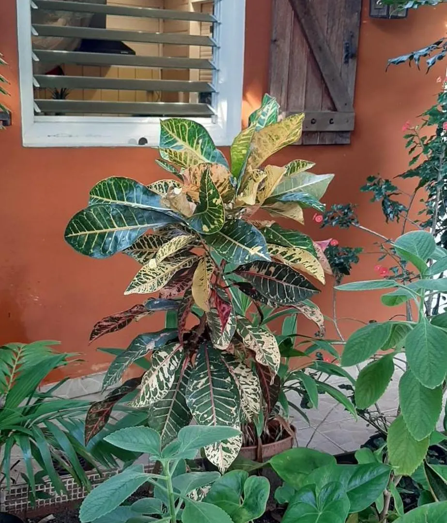Bungalow Mangifera Proche De La Plage Le Diamant Apartment